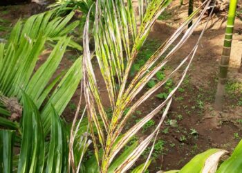 करपासदृश्य रोगामुळे सुपारी बागायतदार हवालदिल