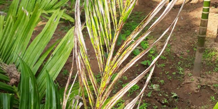 करपासदृश्य रोगामुळे सुपारी बागायतदार हवालदिल