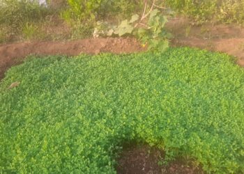 दशपर्णी अर्क ठरतोय शेतकर्‍यांसाठी गुणकारी
