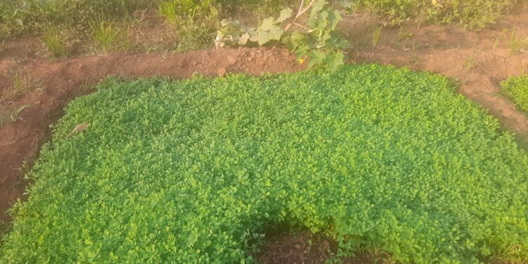 दशपर्णी अर्क ठरतोय शेतकर्‍यांसाठी गुणकारी