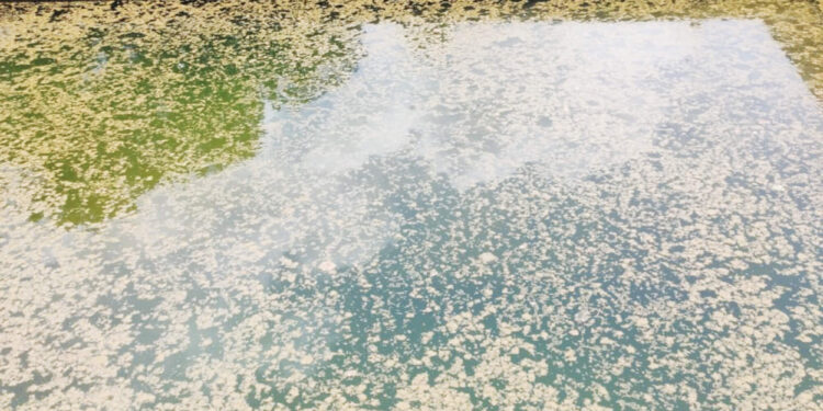 गुळसुंदे ग्रामपंचायतीला दूषित पाण्याचा विळखा