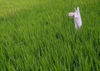 यंदा भात पिकाच्या उत्पादनावर संक्रांत