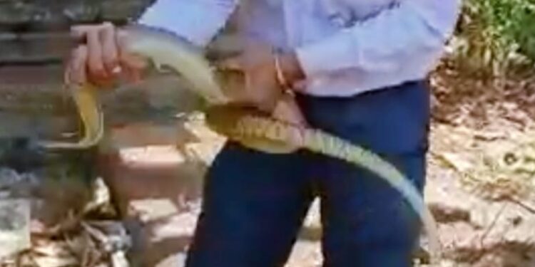 सर्पमित्राने दिले सापाला जीवदान