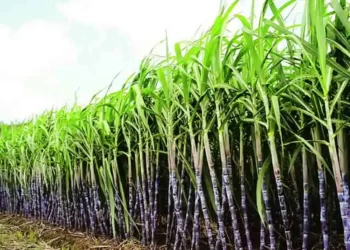 लाल मातीमध्ये फुलला उसाचा मळा