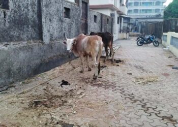 तळोजातील अवैध कत्तलखान्यावर कारवाई