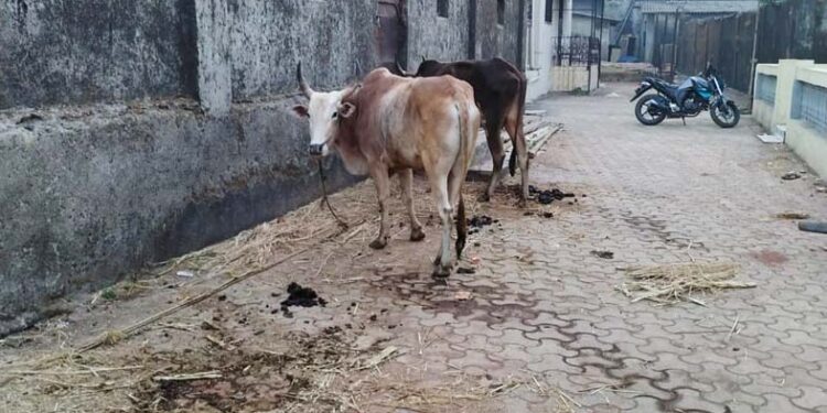 तळोजातील अवैध कत्तलखान्यावर कारवाई