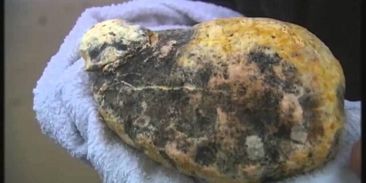 पेणमध्ये व्हेल माशाच्या उलटीची विक्री करणारे 5 जण पोलिसांच्या ताब्यात