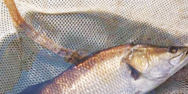 जिताडा मासा प्रदुषणाच्या विळख्यात