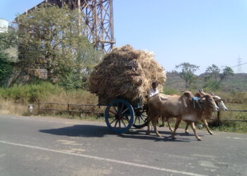 उन्हामुळे वैरणीसाठी शेतकर्‍यांची भटकंती