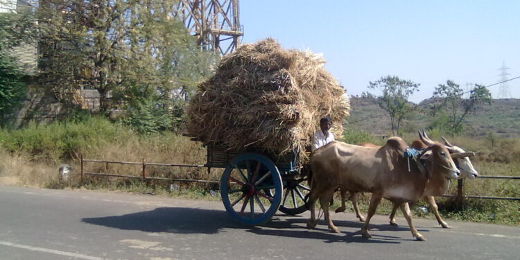 उन्हामुळे वैरणीसाठी शेतकर्‍यांची भटकंती
