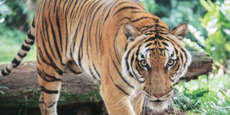 धक्कादायक! वाघाच्या हल्यात महिलेचा मृत्यू