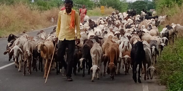 मेंढरांना लागली गावच्या मातीची ओढ