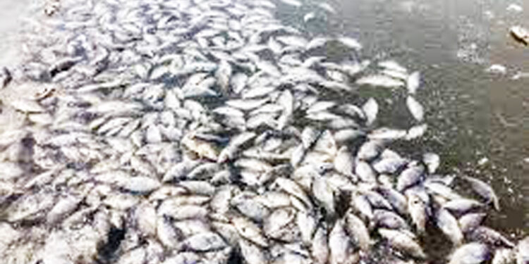 पाण्याच्या अभावामुळे मासे मृत्युमुखी