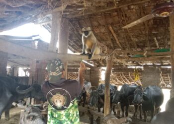 पिसाळलेल्या माकडाला प्राणिमित्रांकडून जेरबंद