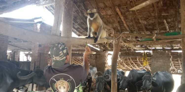 पिसाळलेल्या माकडाला प्राणिमित्रांकडून जेरबंद