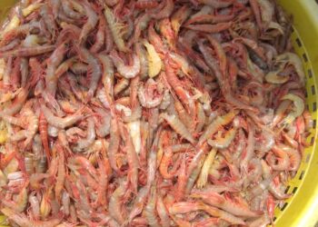 अखेरच्या हंगामात कोलंबीचा जॅकपॉट