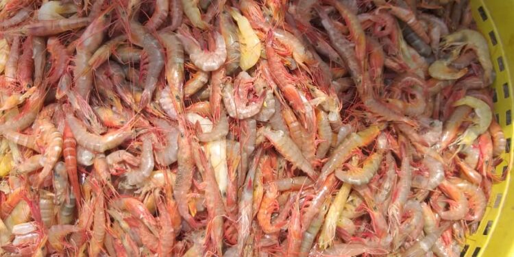 अखेरच्या हंगामात कोलंबीचा जॅकपॉट