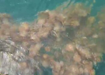 रायगडच्या समुद्रकिनारी जेलिफिशचे थैमान