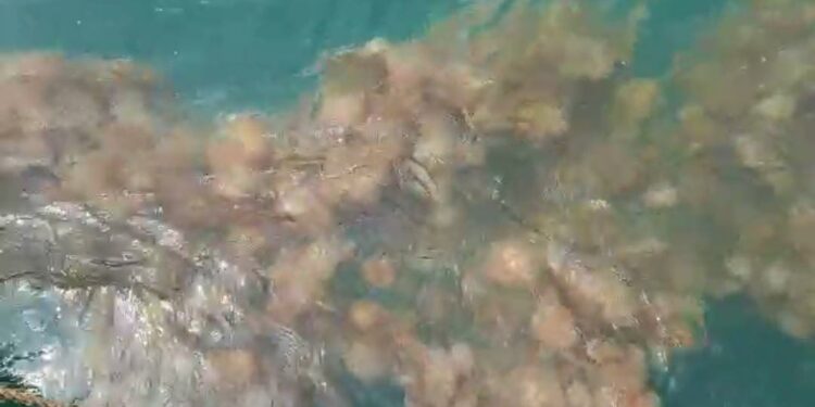 रायगडच्या समुद्रकिनारी जेलिफिशचे थैमान