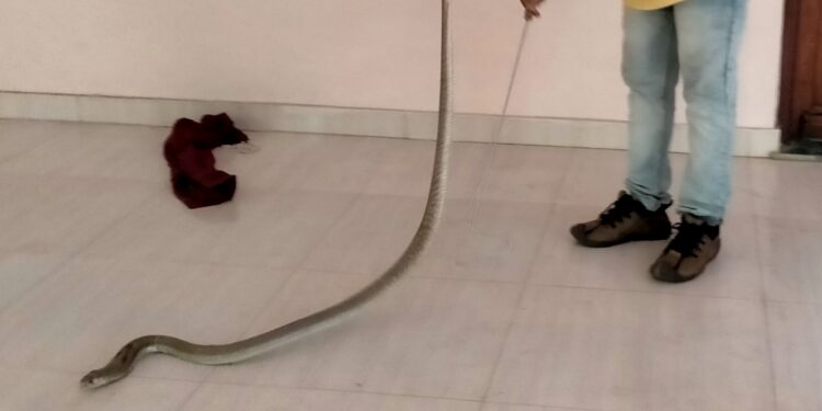 सर्पमित्र संदीप घरत ने दिले ६ फुटी नागाला जीवदान