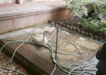 पक्षांची पिण्याच्या पाण्यासाठी धडपड