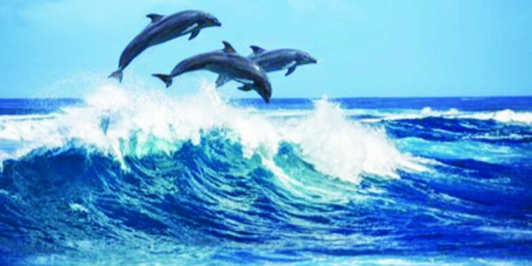 डॉल्फिनचे संवर्धनकाळाची गरज