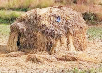 रसायनीत पेंढ्याला चांगला भाव