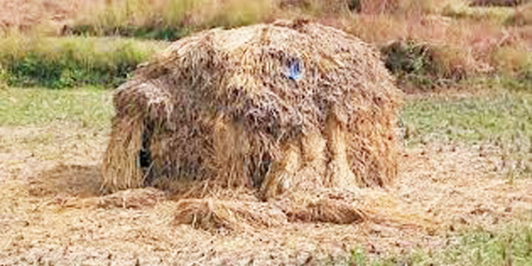 रसायनीत पेंढ्याला चांगला भाव