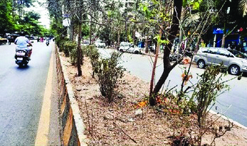 पाण्याविना दुभाजकावरील झाडे सुकली; सिडको प्रशासनाचे दुर्लक्ष