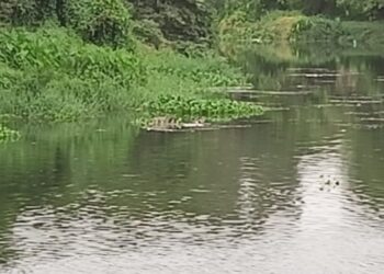 धक्कादायक! पाताळगंगा नदीत आढळा मृतदेह