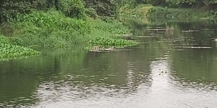 धक्कादायक! पाताळगंगा नदीत आढळा मृतदेह