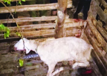 श्रीवर्धन परिसरात बिबट्याचा संचार