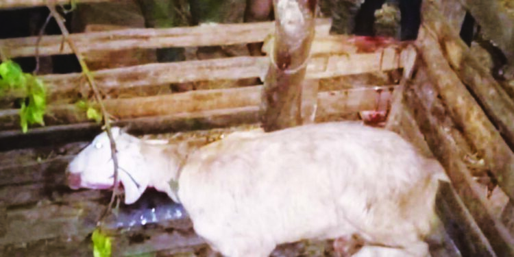 श्रीवर्धन परिसरात बिबट्याचा संचार