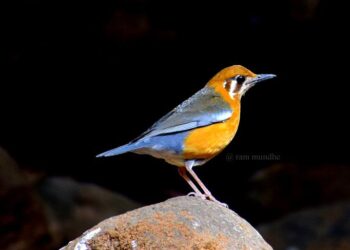 पक्ष्यांची घरटी बांधण्याची लगबग; वरुणराजा लवकर व मुसळधार बरसणार