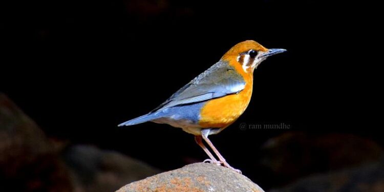 पक्ष्यांची घरटी बांधण्याची लगबग; वरुणराजा लवकर व मुसळधार बरसणार