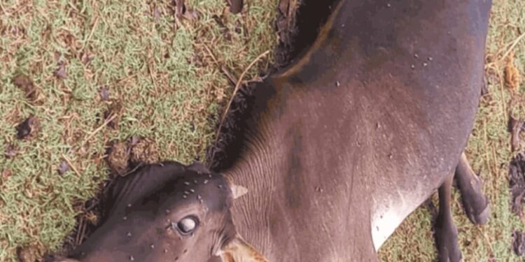 सुधागमध्ये बोटोलिझमचा प्रादुर्भाव; शेतकरी व पशु पालकांचे नुकसान