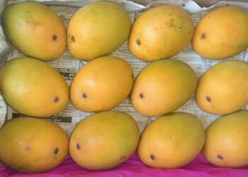 मुरुडमध्ये हापूस आंब्याची आवक वाढली; पर्यटकांचा आंब्यावर ताव