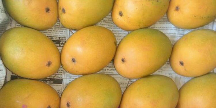 मुरुडमध्ये हापूस आंब्याची आवक वाढली; पर्यटकांचा आंब्यावर ताव