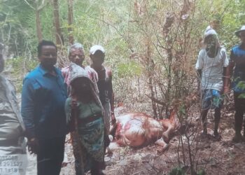 टाकाचीवाडी येथे बिबट्यानी केली बेल्ल्याची हत्या