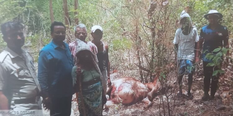 टाकाचीवाडी येथे बिबट्यानी केली बेल्ल्याची हत्या