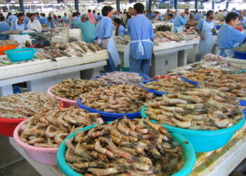 मुरूड किनारपट्टीत कोलंबीची आवक वाढली