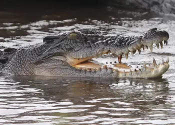 चिंचघरमध्ये युवकावर मगरीचा हल्ला