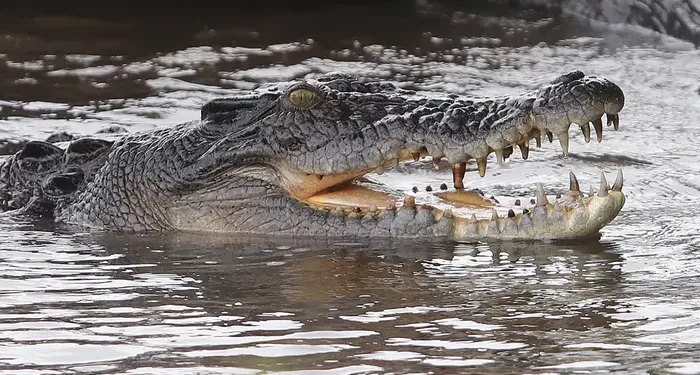 चिंचघरमध्ये युवकावर मगरीचा हल्ला
