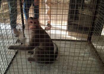 माकडाला प्राणिमित्रांनी केले जेरबंद