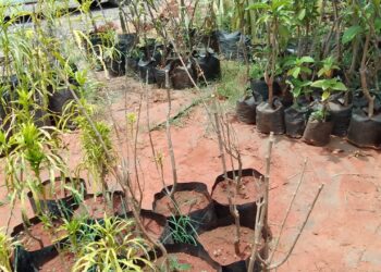 पाण्याच्या दुर्भिक्ष्यामुळे रोपवाटिकाधारक चिंतातूर