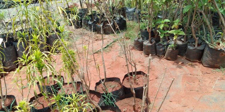 पाण्याच्या दुर्भिक्ष्यामुळे रोपवाटिकाधारक चिंतातूर