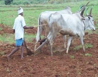 बळीराजा मशागतीच्या कामामध्ये व्यस्त