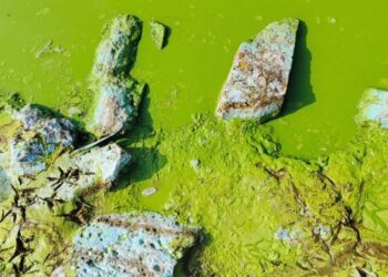 उमटे धरणातून दुषित पाण्याचा पुरवठा