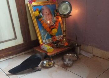 काकस्पर्श! रोह्यात घडतेय नवलाईची गोष्ट