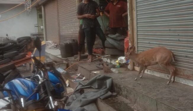 म्हसळयातील भरवस्तीत भेकर घुसले; नागरिकांची भेकराला पाहायला गर्दी